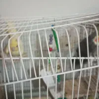عروس هلندی