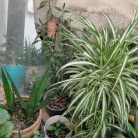 گل گیاه فضاه سبز