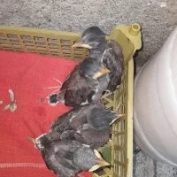 چهارعدد جوجه مینا