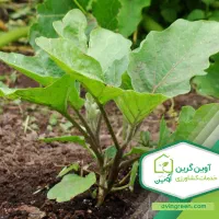 نشائ بادمجان