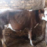 گوساله سیمینتال