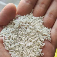 برنج درجه یک و خوش پخت عمده