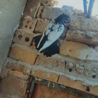 سینه سیاه فوق پرشی