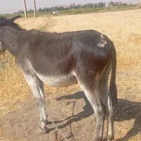 الاغ|حیوانات مزرعه|دزفول, |دیوار