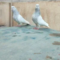 کبوتر کله