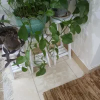 گلهای زیبای پتوس