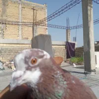 کبوتر|پرنده|دلوار, |دیوار