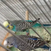 مرغ عشق دستی جفت نر ماده
