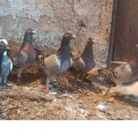 کبوتر آلمانی، رنگه