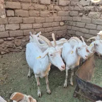 سانن|حیوانات مزرعه|گرمه, |دیوار