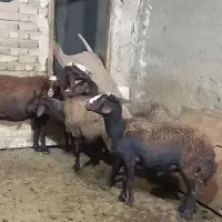 راس میش  جوان داشتی آبستن