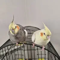 یک جفت عروس هلندی با قفس ، نر سخنگو