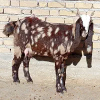 بز پاکستانی