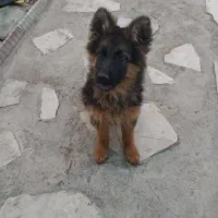سگ ژرمن
