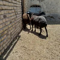 میش جوان سالم و سرحال