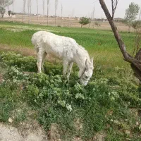 فروش خر گله
