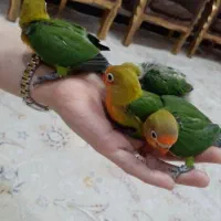 جوجه کوتولهه برزیلیی