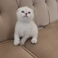 اسکاتیش دبل فلد چشم آبی گربه بسیار با کیفیت