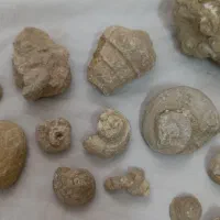فسیل