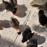 جوجه محلی (هشترود)
