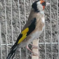 سهره قرص بخون