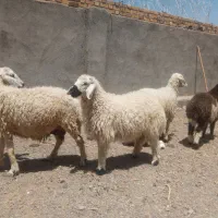 میش‌زائیده