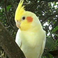 عروس هلندی