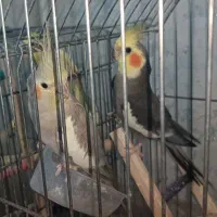 عروس هلندی