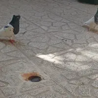 کفتر
