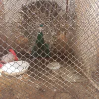 طاووس نر یک ساله