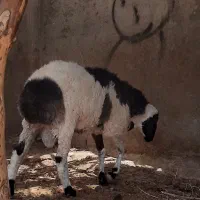 بره نر
