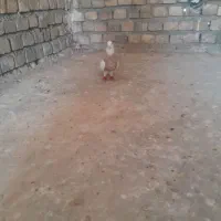 طوقی
