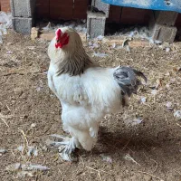 خروس برهما لایت