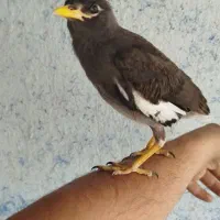 جوجه مرغ مینا پاکستانی