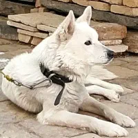 واگذاری سگ نر عقیم‌شده(میکس سامویید،اشپیتز)