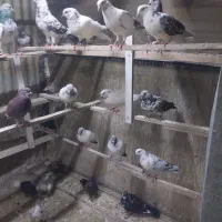 کبوتر پرشی