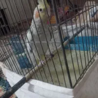 ماده ، اسمش چیکو ، بدون جفت