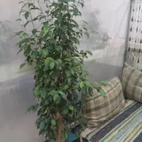 بنجامین