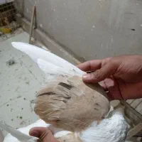 رنگه مقبول