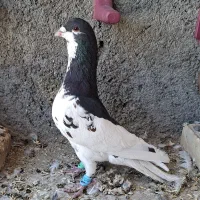 افشون