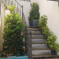 یاس هلندی