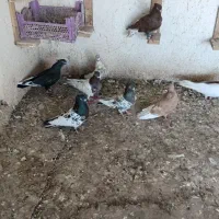 کبوتر کانتکس