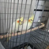 عروس یک جفت جوان  مرغ عشق. قناری