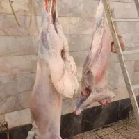 قصاب حرفه ای سیار