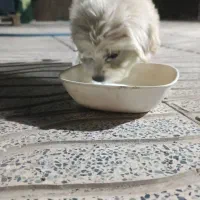 گمشده