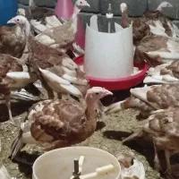 بوقلمون بوربون