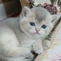 بچه گربه بریتیش بلو گلد