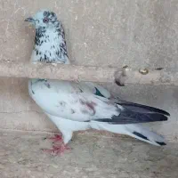 کفتر  پرشی