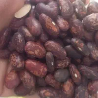 حراج لوبیا چیتی ۱۷۰تومن