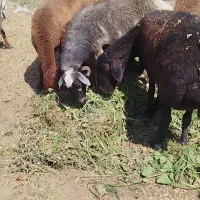 گوسفند